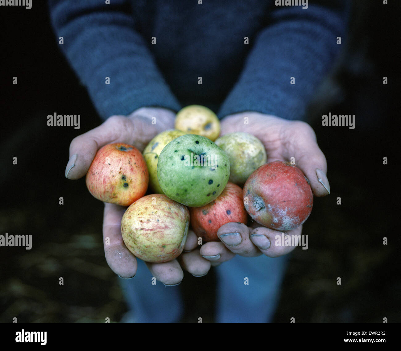 Bauer Mostäpfel in den Händen hält Stockfoto