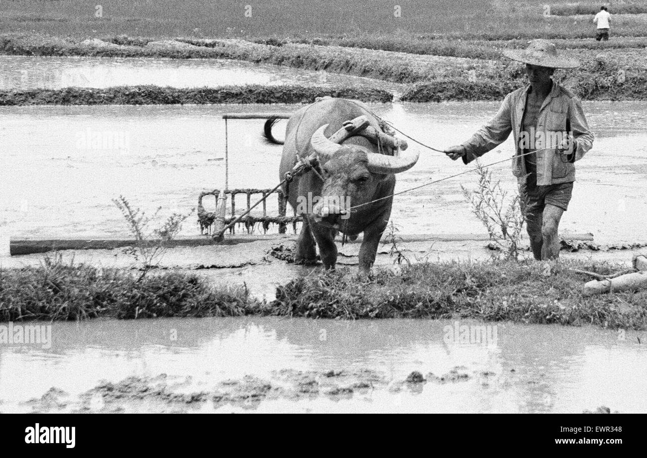 Chinesische Bauern in den Reisfeldern außerhalb von Peking 24. Juni 1979 Stockfoto