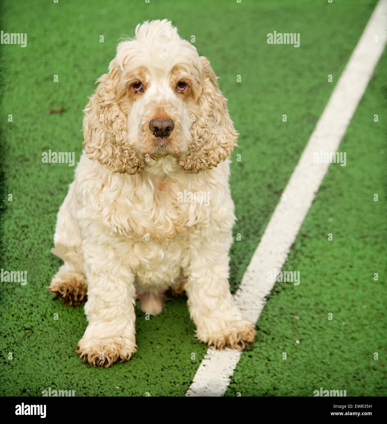 Hund auf Tennis Service Mittellinie durch Netz auf der Suche direkt auf der Kamera.  Cocker Spaniel orange Roan mit Pfote auf Mittellinie. Stockfoto