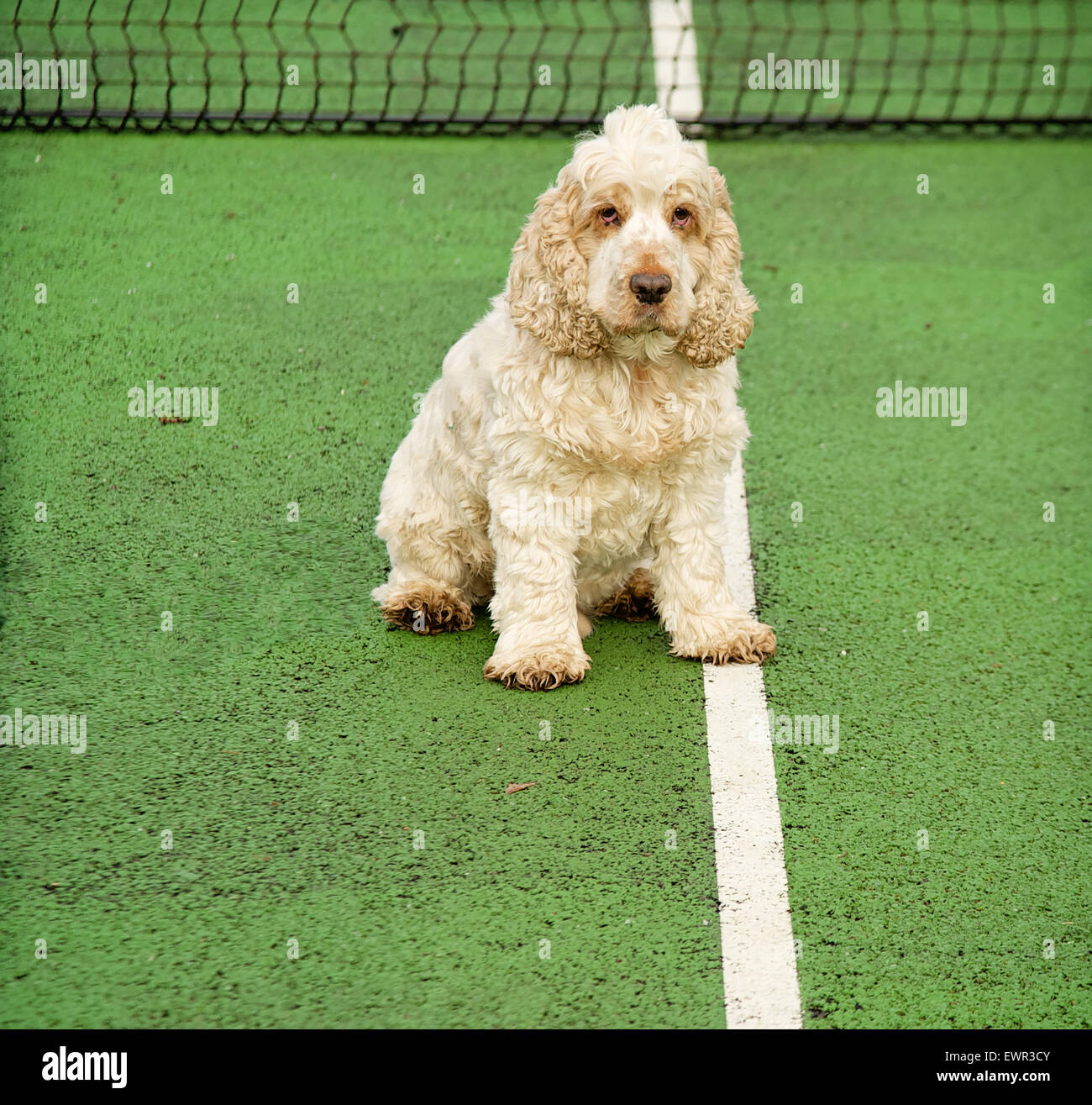 Hund auf Tennis Service Mittellinie direkt in die Kamera schauen.  Cocker Spaniel orange Roan mit Pfote am Centrecourt Linie Stockfoto
