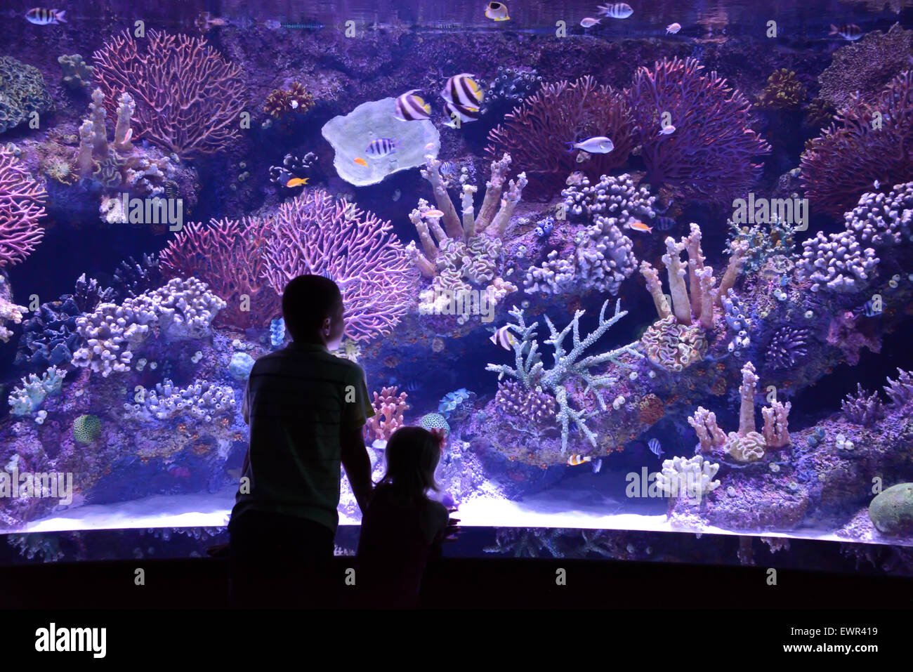 Leute schauen auf ein großes aquarium Stockfoto