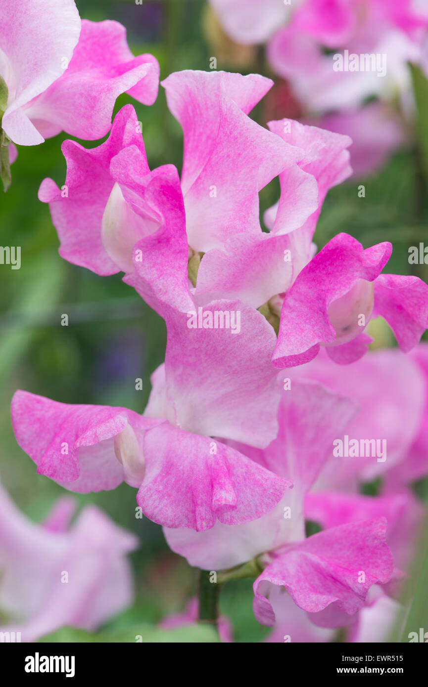 Platterbse man, Sweet Pea "Rosa Ripple" Blumen Stockfoto