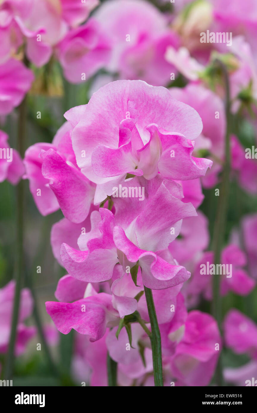 Platterbse man, Sweet Pea "Rosa Ripple" Blumen Stockfoto