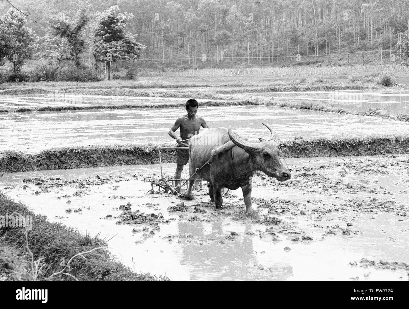 Chinesische Bauern in den Reisfeldern außerhalb von Peking 24. Juni 1979 Stockfoto