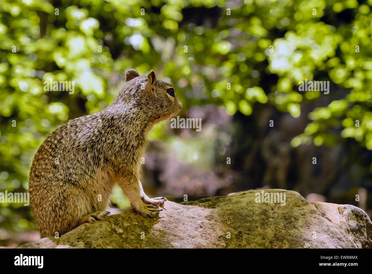 Enge Porträt von einer niedlichen "Uinta Grundeichhörnchen." Stockfoto