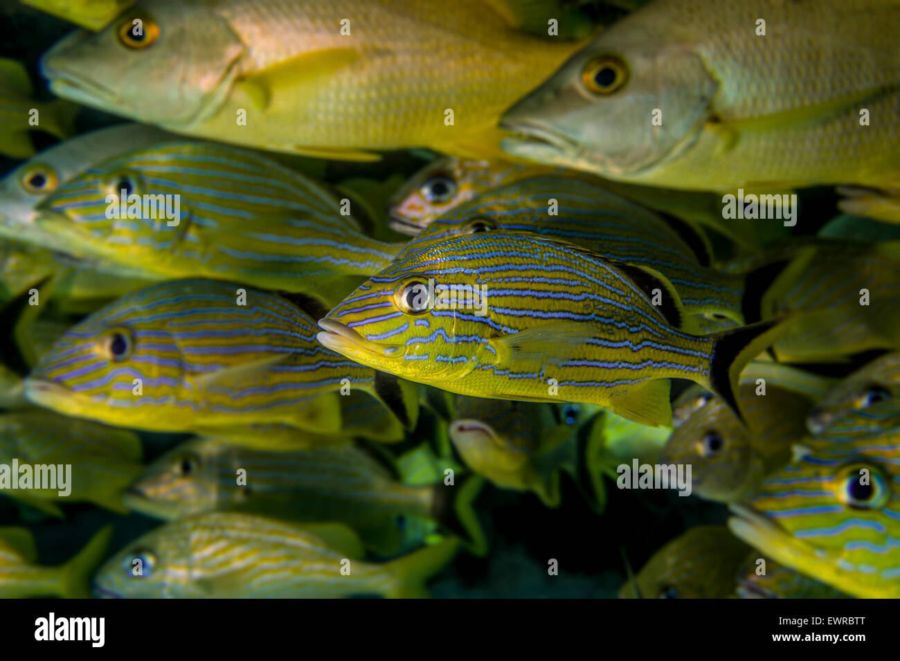 Nahaufnahme von Fischschwärmen. Stockfoto