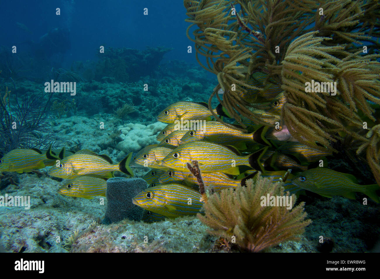 Fischschwärme an einem Korallenriff in den Florida Keys. Stockfoto