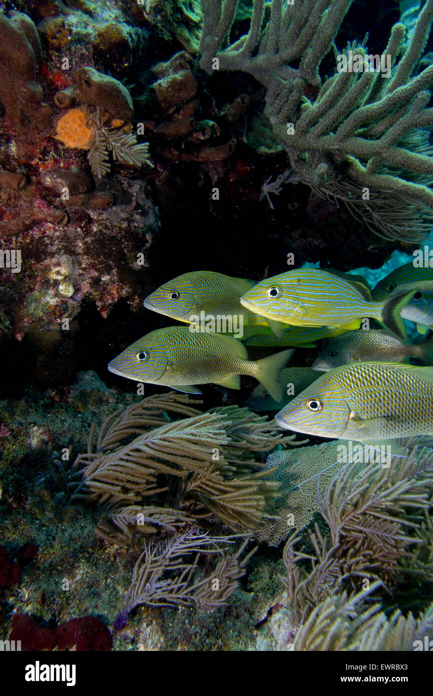 Fischschwärme an einem Korallenriff in den Florida Keys. Stockfoto