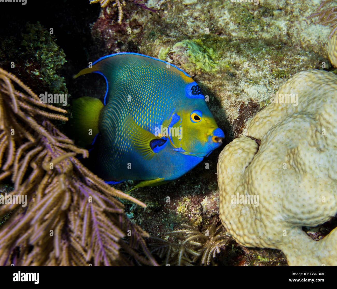 Königin-Kaiserfisch-Kollegen bei Fotografen. Stockfoto