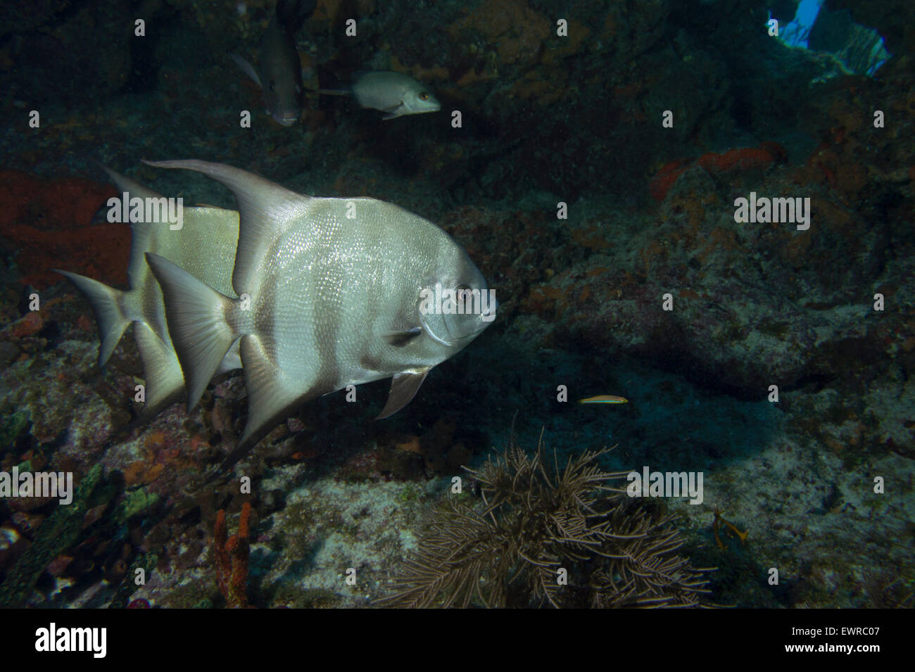 Ein paar Spadefish verstecken sich in den Vertiefungen des Korallenriffs. Stockfoto