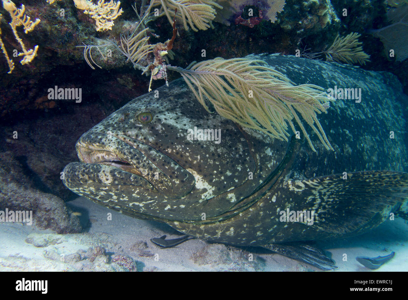 Goliath Grouper versteckt sich hinter Meer Plume. Stockfoto