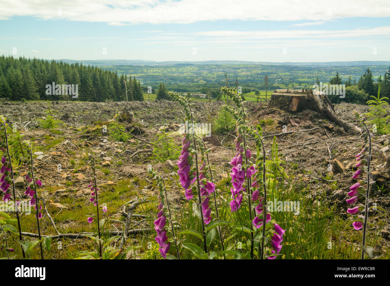 Longridge, Lancashire, UK. 30. Juni 2015. UK-Wetter: Mit Temperaturen schlagen 28 Grad in Lancashire Vale Chipping sieht schön im warmen Zustand Credit: Gary Telford/Alamy live-Nachrichten Stockfoto