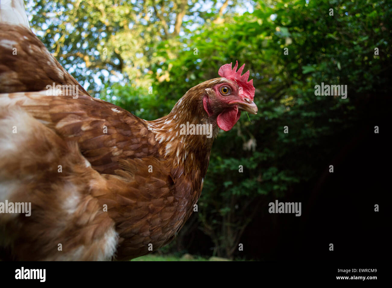 Freilandhaltung roten Huhn im Garten Stockfoto