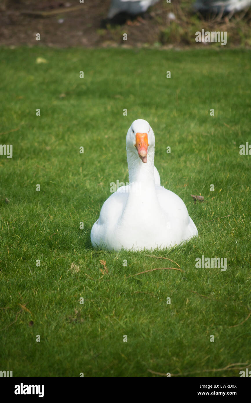 Weiße Gans saß auf dem Rasen starrte nach vorne Stockfoto