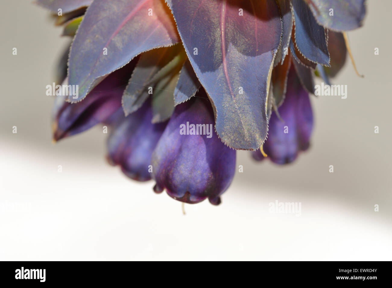 Cerinthe großen var. Purpurascens (blaue Honeywort) Stockfoto