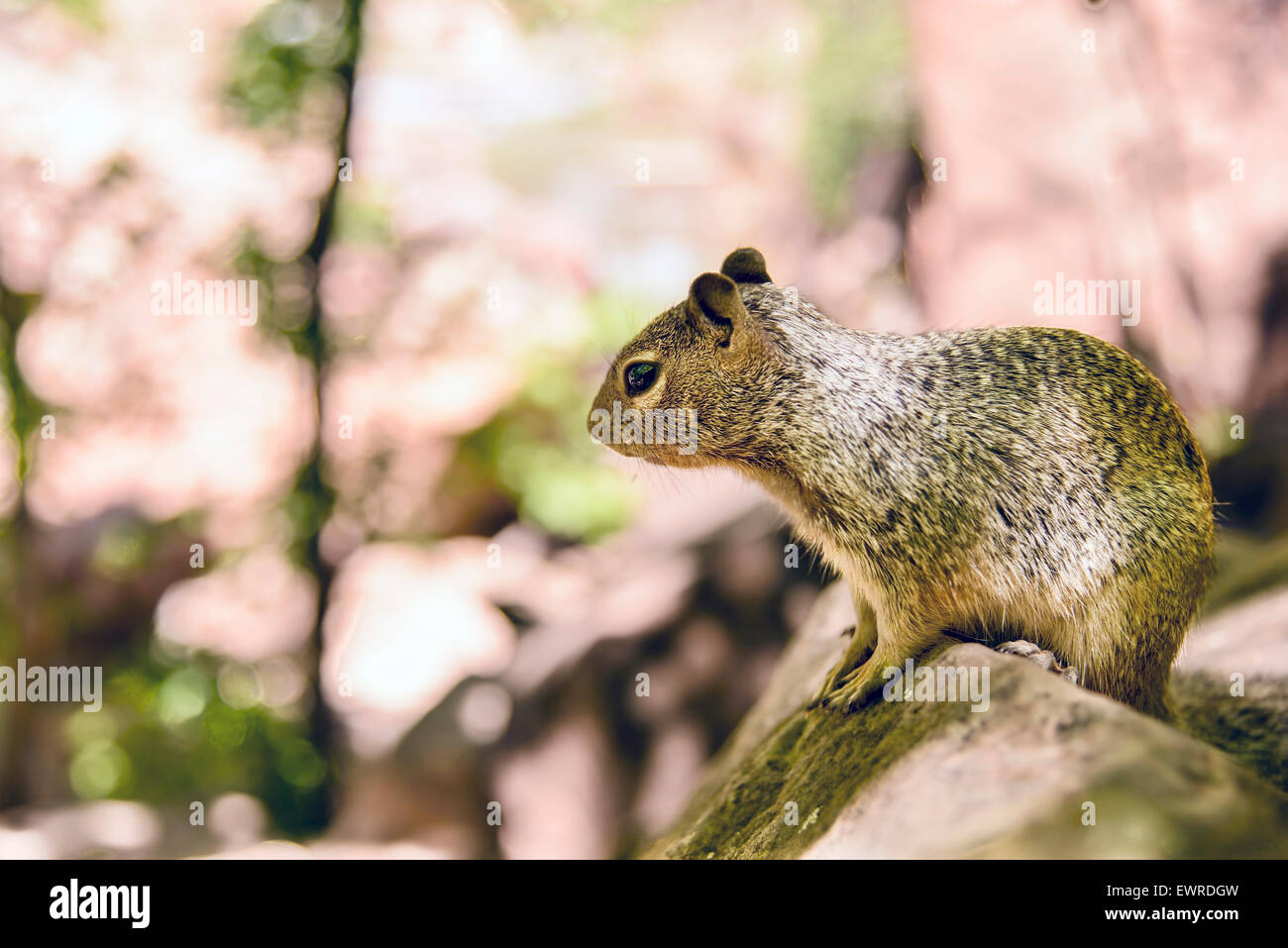Enge Porträt von einer niedlichen "Uinta Grundeichhörnchen." Stockfoto