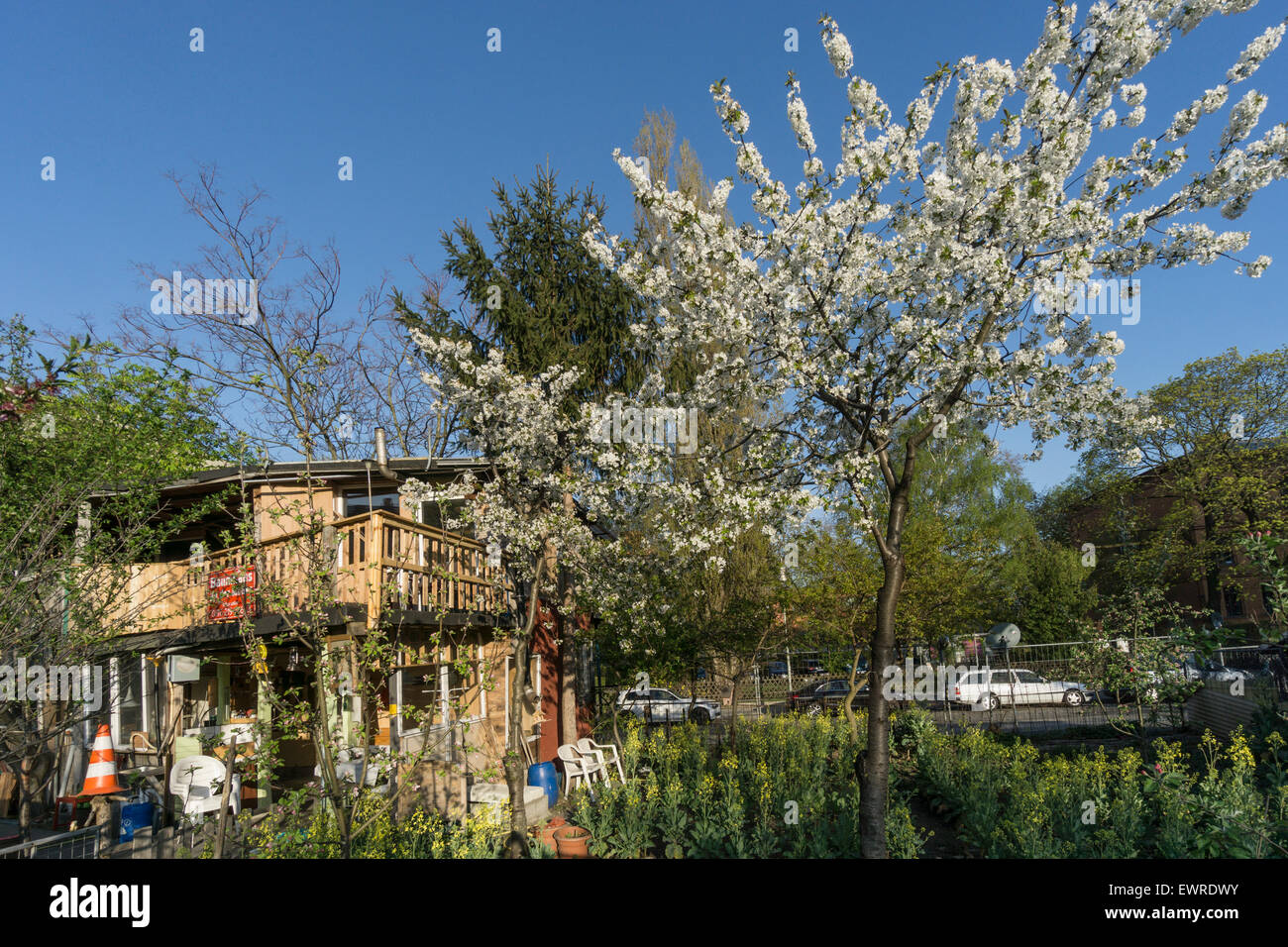 Baum-Haus, erbaut ein türkischer Migrant im ehemaligen Berliner Mauer im Frühjahr, Kreuzberg, Berlin Stockfoto