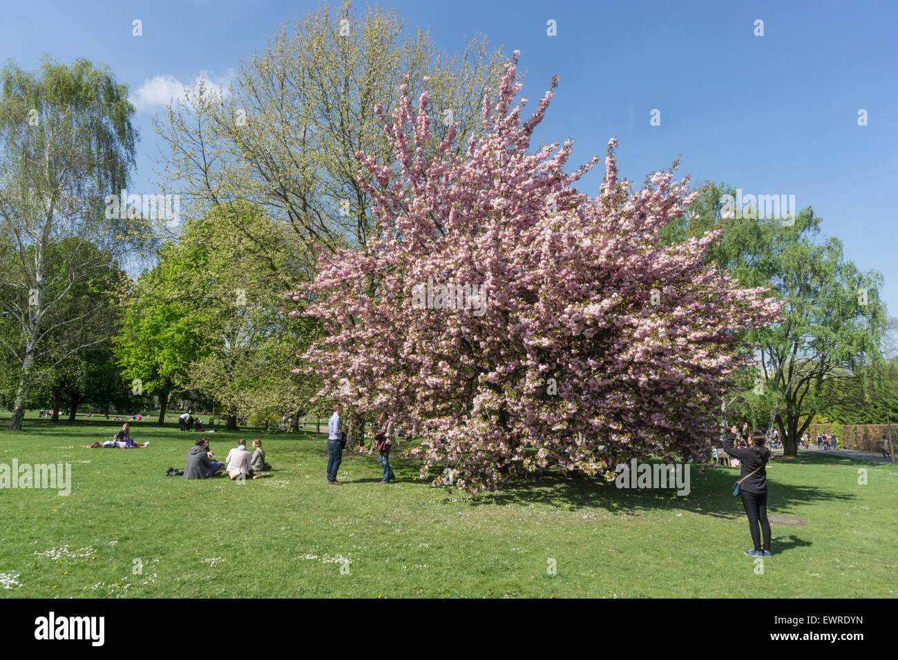 Kirschblüte im Garten der Welt, Freizeit Park, Mazahn, Berlin Stockfoto