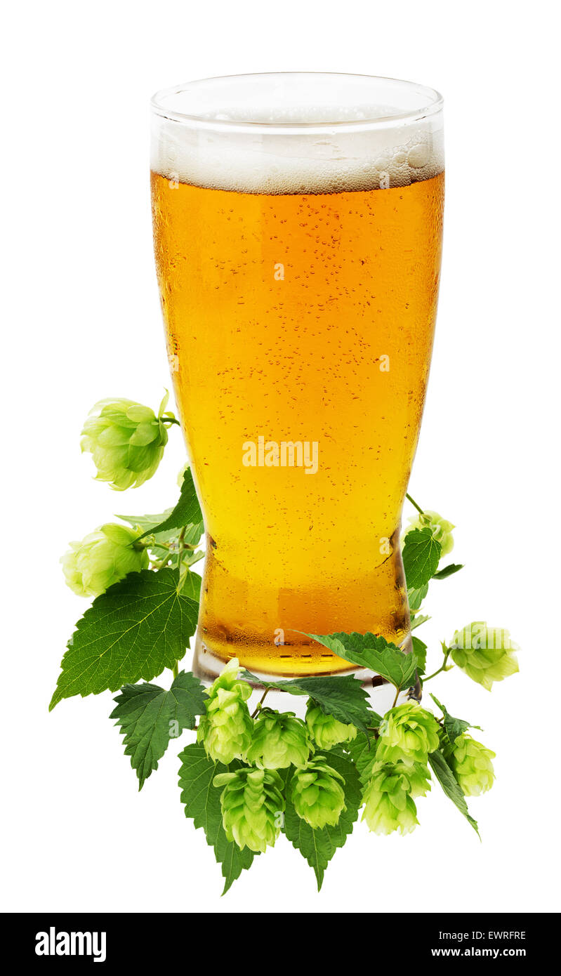 Glas Bier mit grünen Hopfen auf dem weißen Hintergrund isoliert. Stockfoto