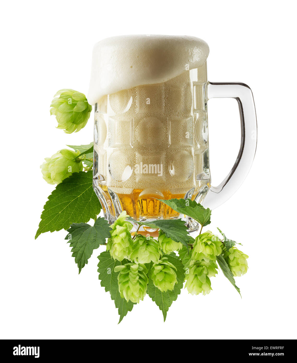 Becher frisches Bier mit grünen Hopfen auf dem weißen Hintergrund isoliert. Stockfoto