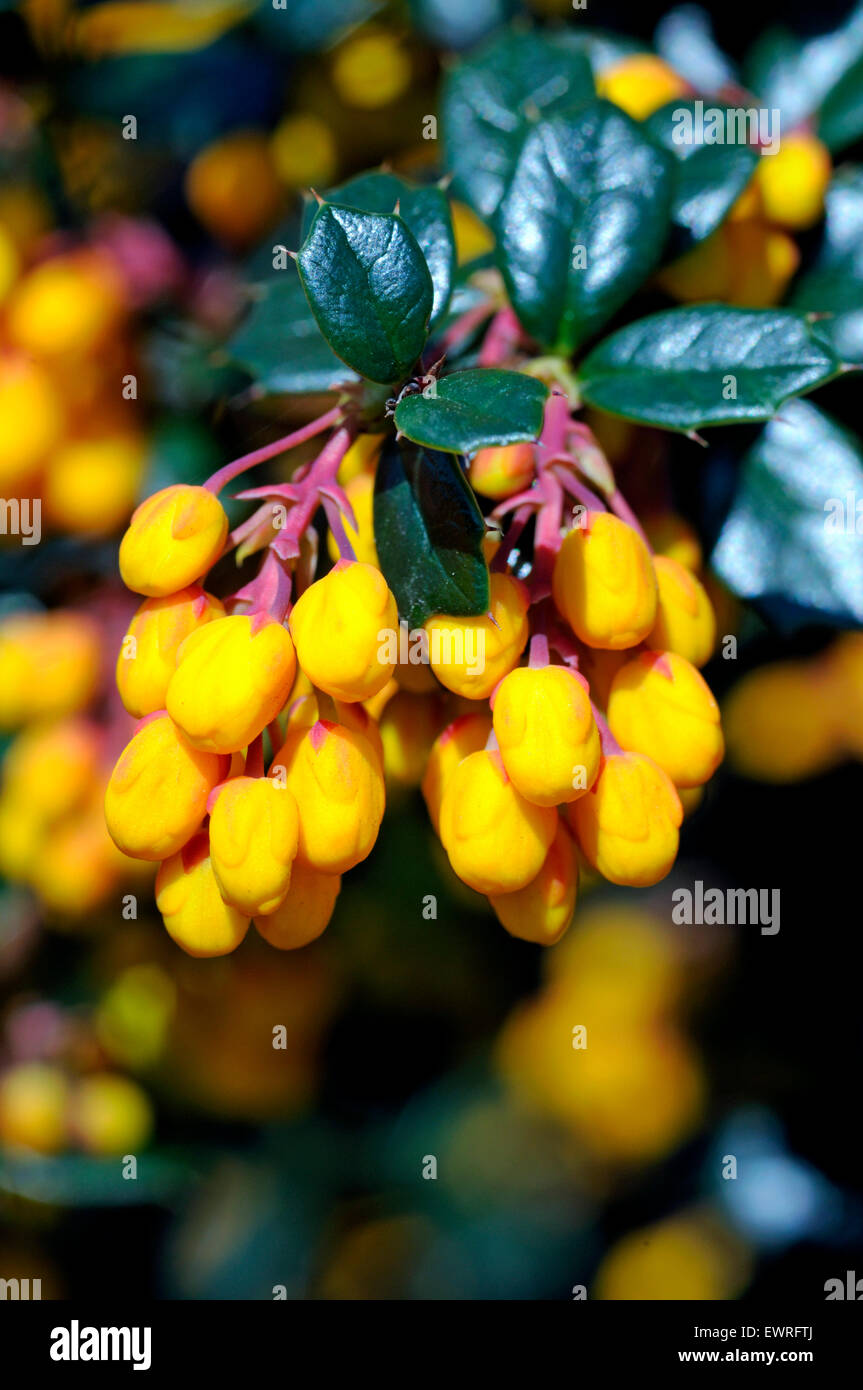 Berberis Darwinii - Darwins Berberitze Stockfoto