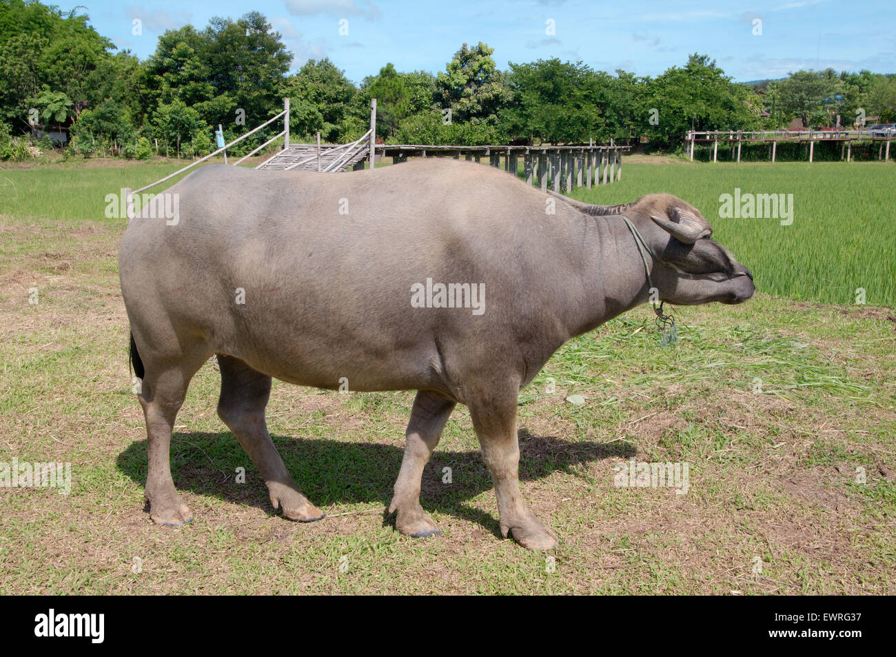 Wasserbüffel oder inländische asiatische Wasserbüffel (Bubalus beispielsweise) Stockfoto