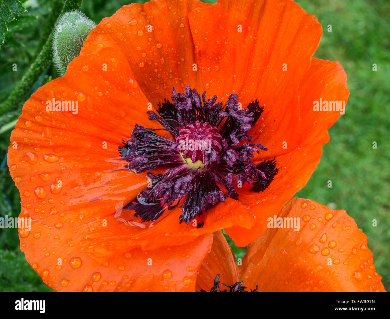 Papaver Orientalis "Brillante" Blume Stockfoto