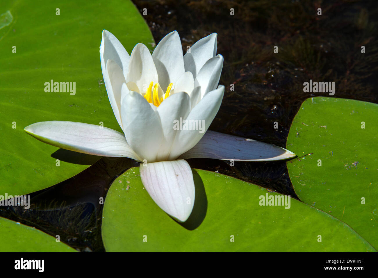 Europäische Weiße Seerose / Weiße Seerose / white Lotus / Wildwasser stieg / Nenuphar (Nymphaea Alba) in Blüte im Teich Stockfoto