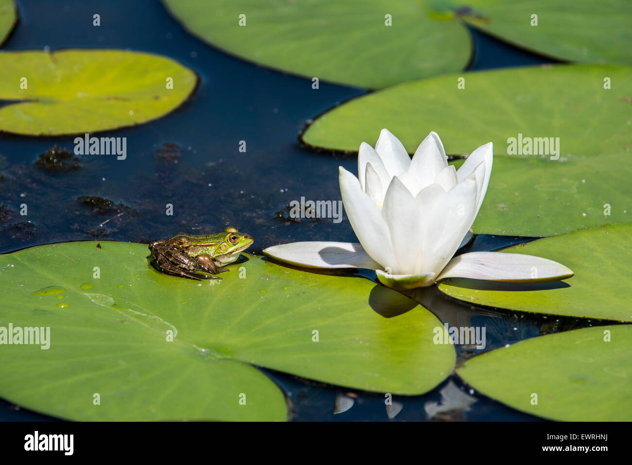 Essbare Frosch / gemeinsame grüner Frosch (außer kl. Esculentus / Rana kl. Esculenta) sitzen auf schwimmenden Blatt Weiße Seerose Stockfoto