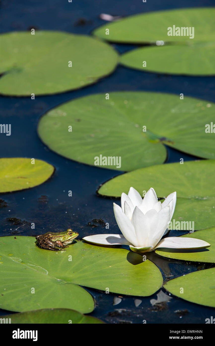Essbare Frosch / gemeinsame grüner Frosch (außer kl. Esculentus / Rana kl. Esculenta) sitzen auf schwimmenden Blatt Weiße Seerose Stockfoto