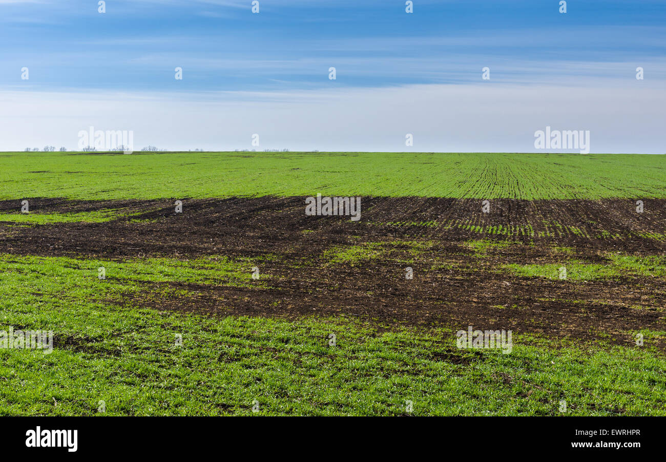 Zeitigen Frühjahr Landschaft mit Winter-Ernte-Feld in der Ukraine Stockfoto