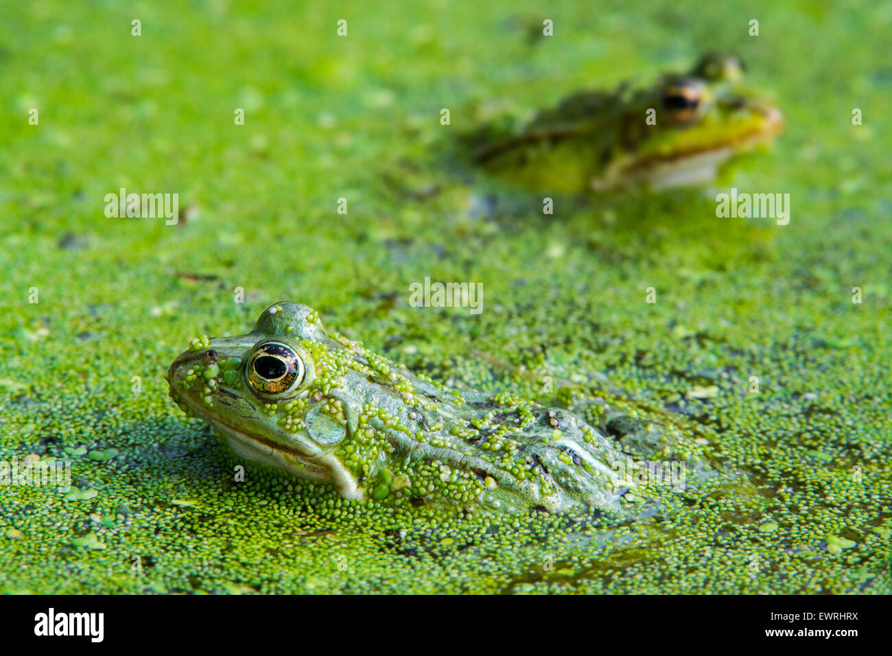Zwei essbare Frösche / gemeinsame Wasser Frosch / grüner Frosch (außer kl. Esculentus / Rana kl. Esculenta) unter Wasserlinsen im Teich Stockfoto