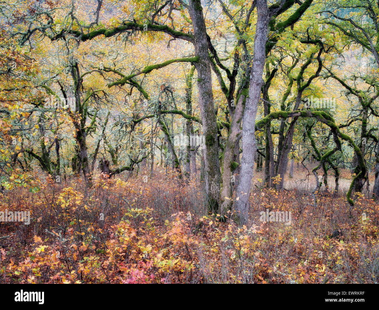 Eichen und Herbstfarben. Washington Stockfoto