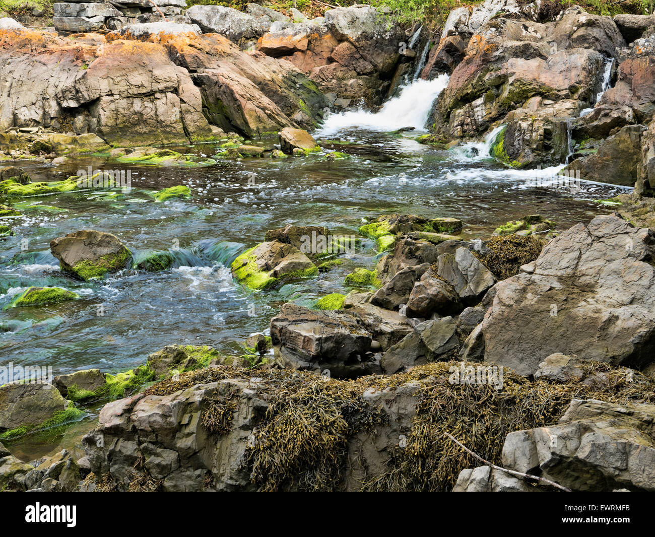 Ein Frischwasser-Stream sprudelt in Salzwasser mit großen Steinen und Felsen bedeckt mit Algen und Seegras. Stockfoto