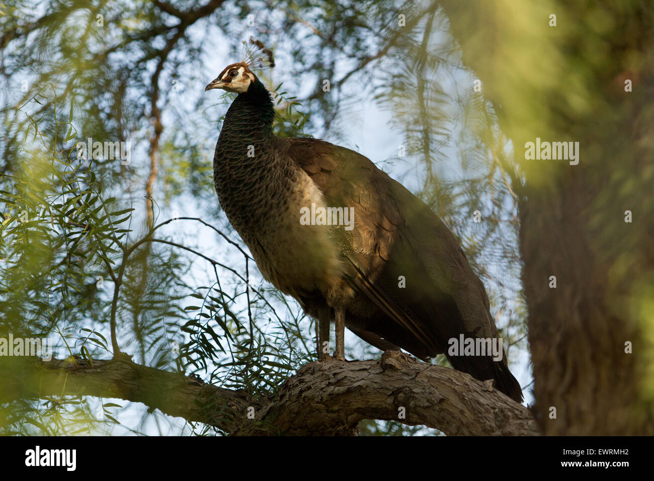 Ein Pfau thront auf einem Pfefferbaum Glied in einem Garten Stockfoto