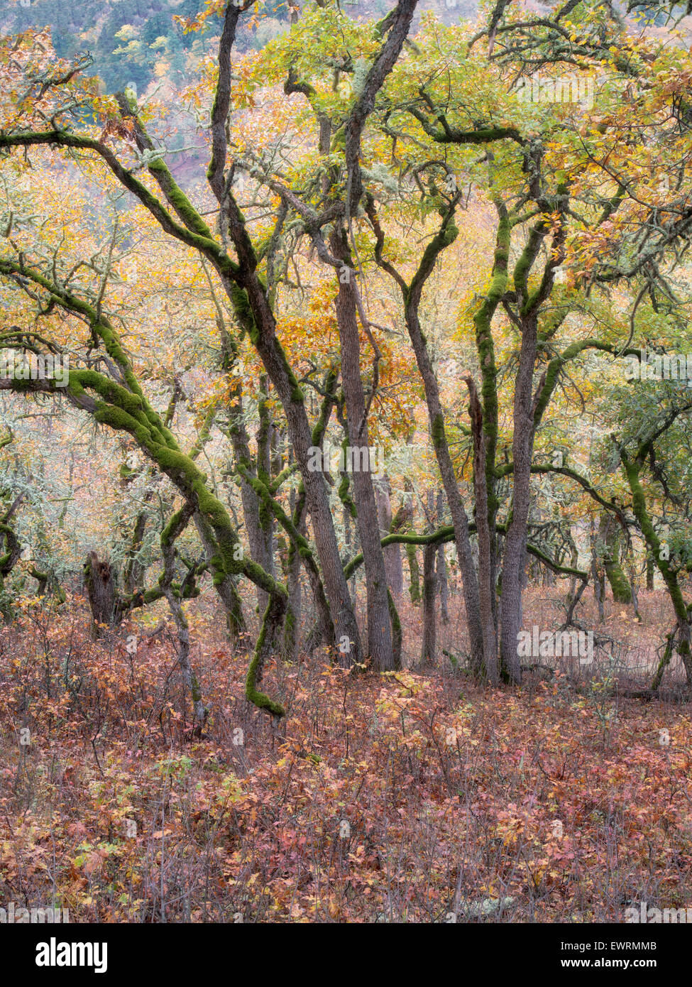 Eichen und Herbstfarben. Washington Stockfoto