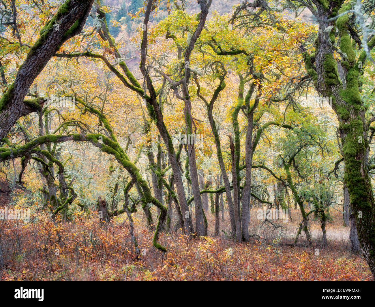 Eichen und Herbstfarben. Washington Stockfoto