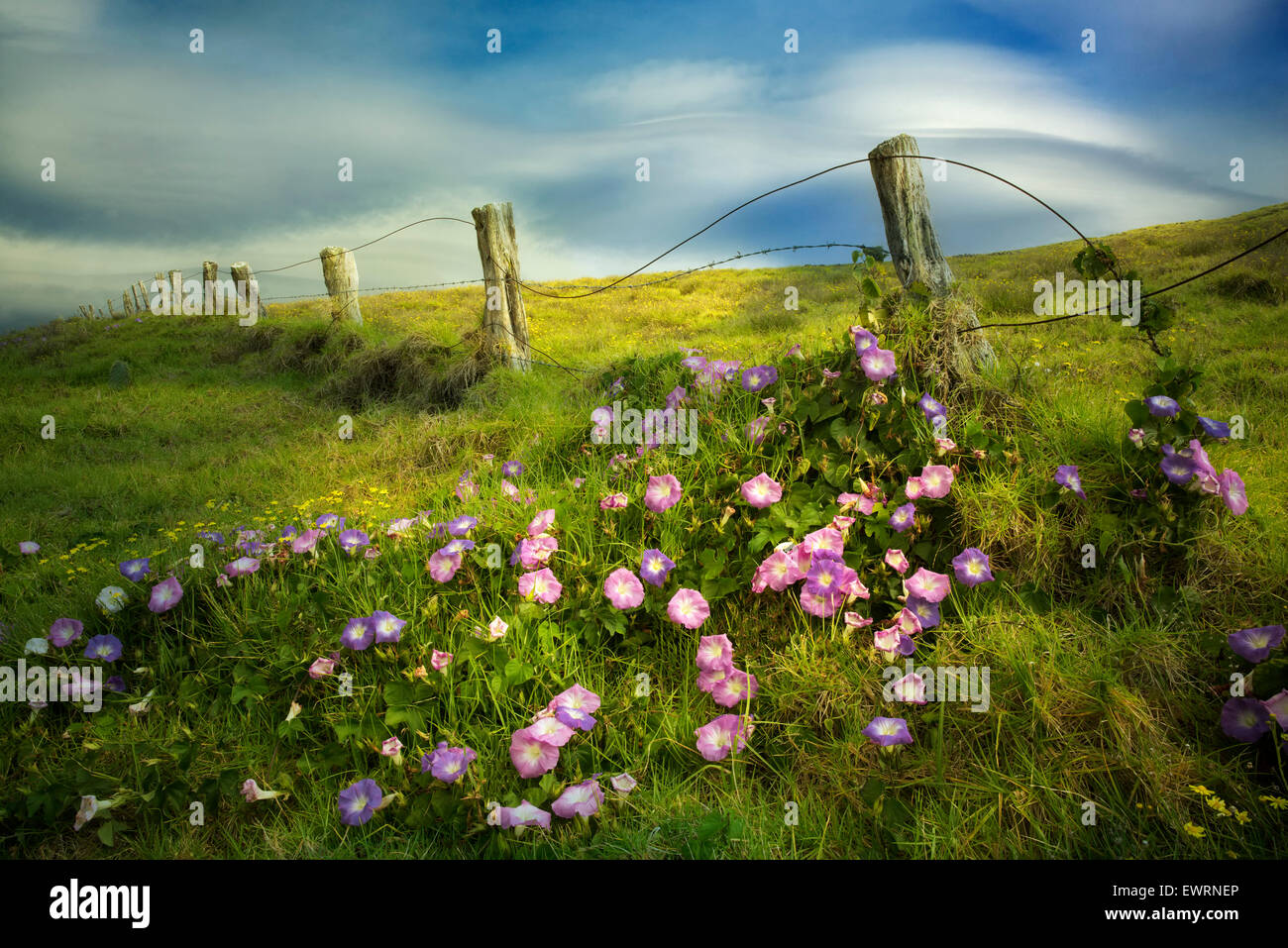 Zaun und Morning Glory Blumen. Hawaii, The Big Island. Stockfoto