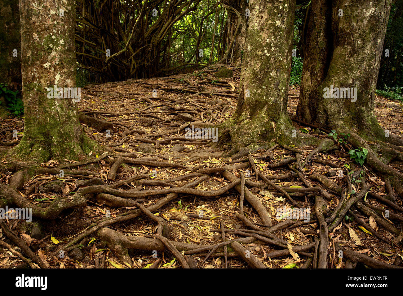 Pfad und Baum Wurzeln bei Rainbow Falls. Hawaii, Big Island Stockfoto