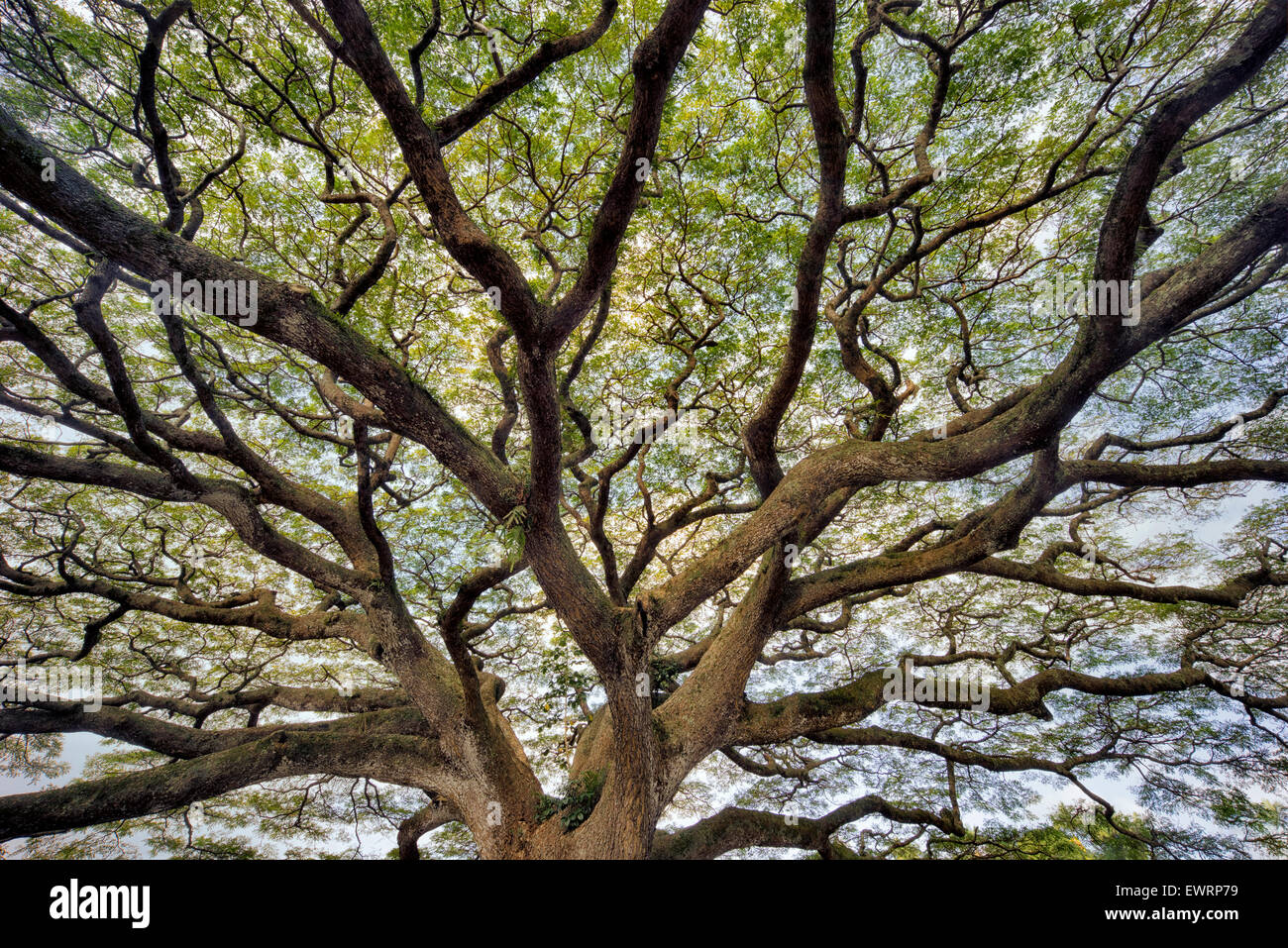 Großes Wild verzweigten Baum. Hawaii, Big Island Stockfoto