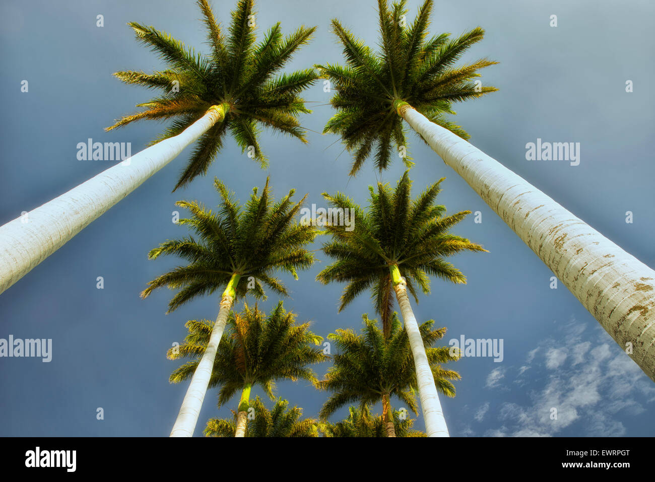 Aufwärts durch Palmen. Hawaii, Big Island Stockfoto