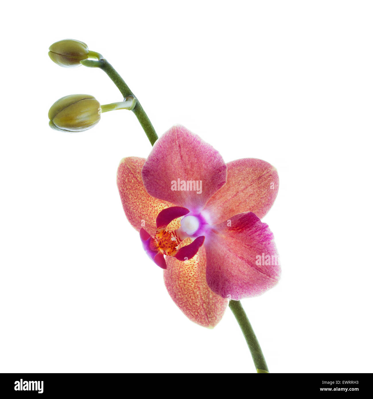 rote Orchidee Blume isoliert auf weiss Stockfoto