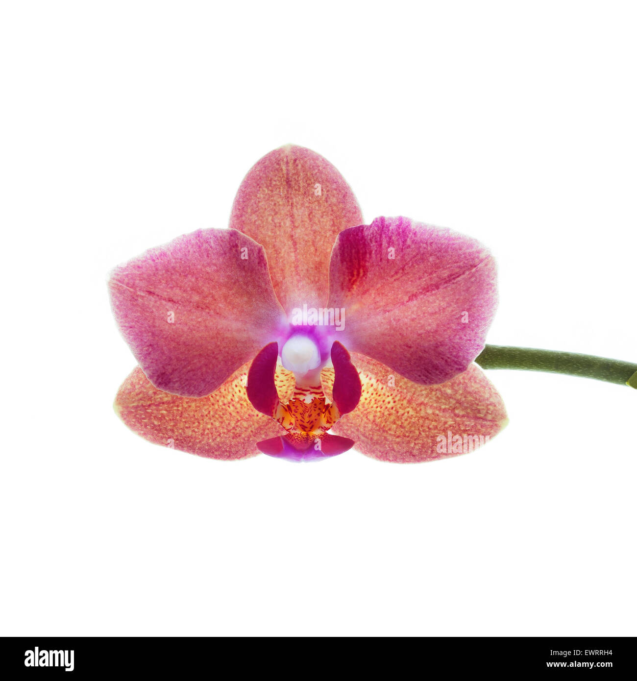 rote Orchidee Blume isoliert auf weiss Stockfoto