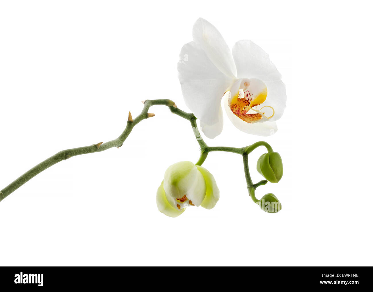 weiße Orchidee Blume isoliert Stockfoto
