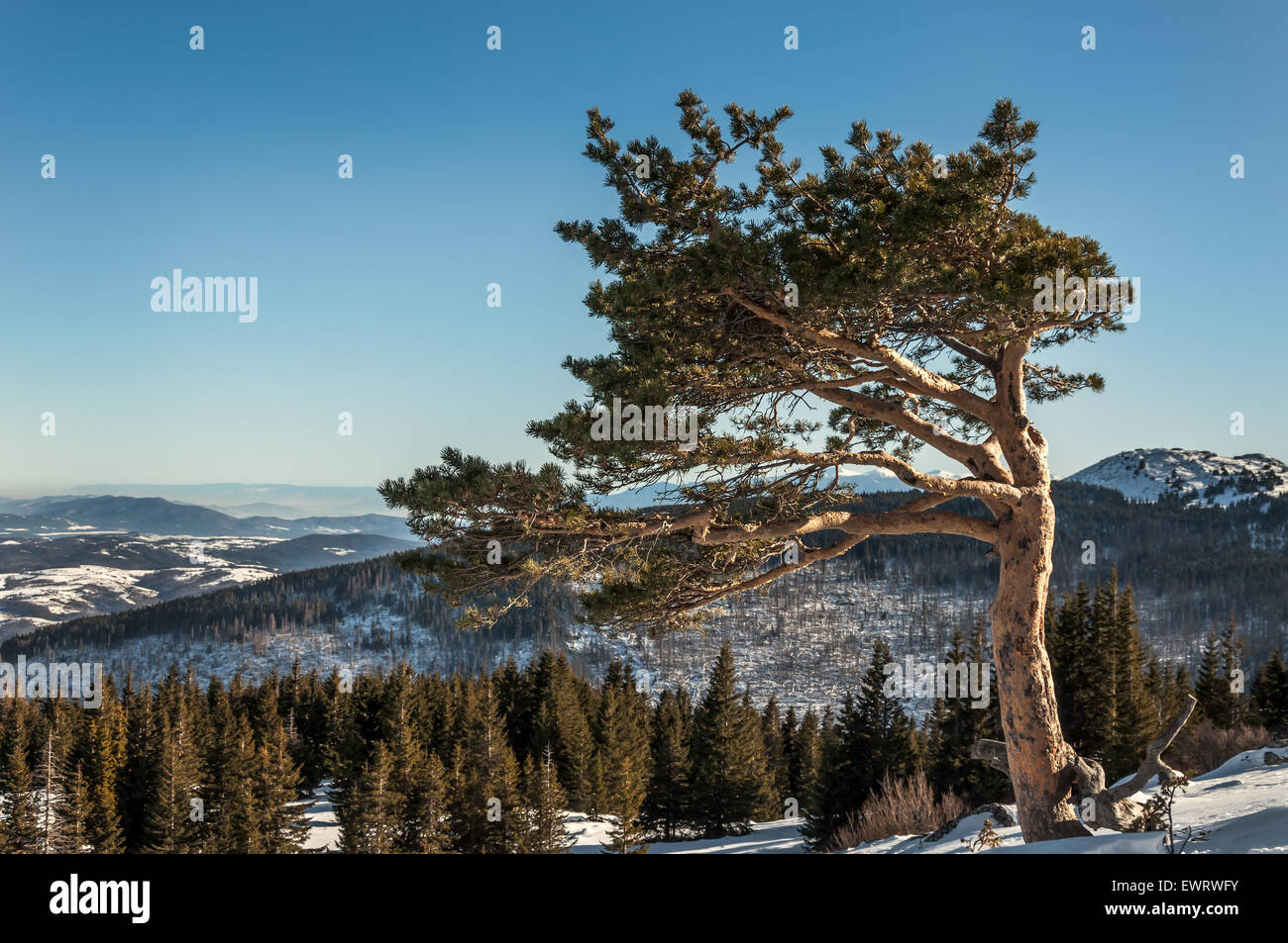 Berg Winter Landschaft Ansicht von eineiigen Kiefern am sonnigen Wintertag mit Blick auf ein Tal in Vitosha Berg in der Nähe von Sofia, Bulgarien, Osteuropa Stockfoto