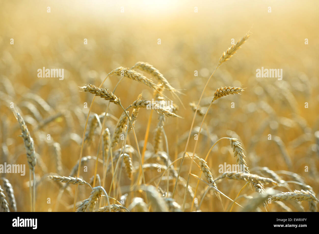 Reif für die Ernte am späten Nachmittag Weizenfeld Stockfoto