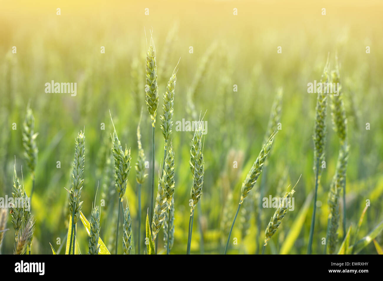 Weizenfeld mit Sonnenlicht als Hintergrundbeleuchtung Stockfoto