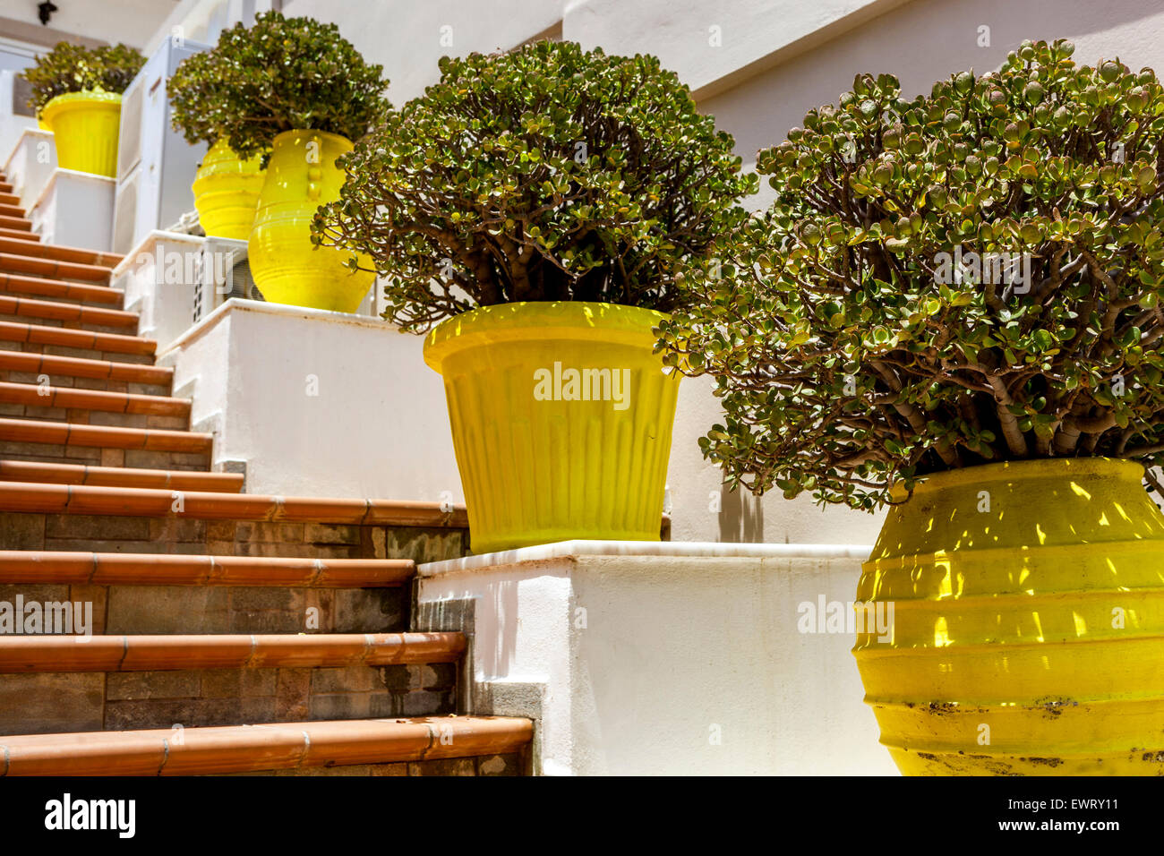 Crassula ovata Topf, Blumen in Töpfen auf Treppe Kreta Blumen Griechenland Container Stockfoto