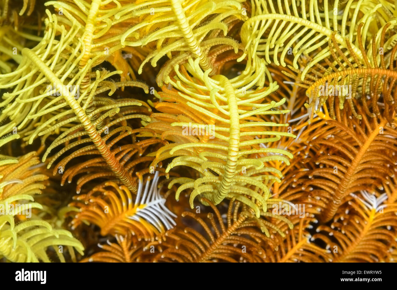 Feather Star Arme und Cirri, Comaster Schlegelii, Anilao, Batangas, Philippinen, Pazifik Stockfoto