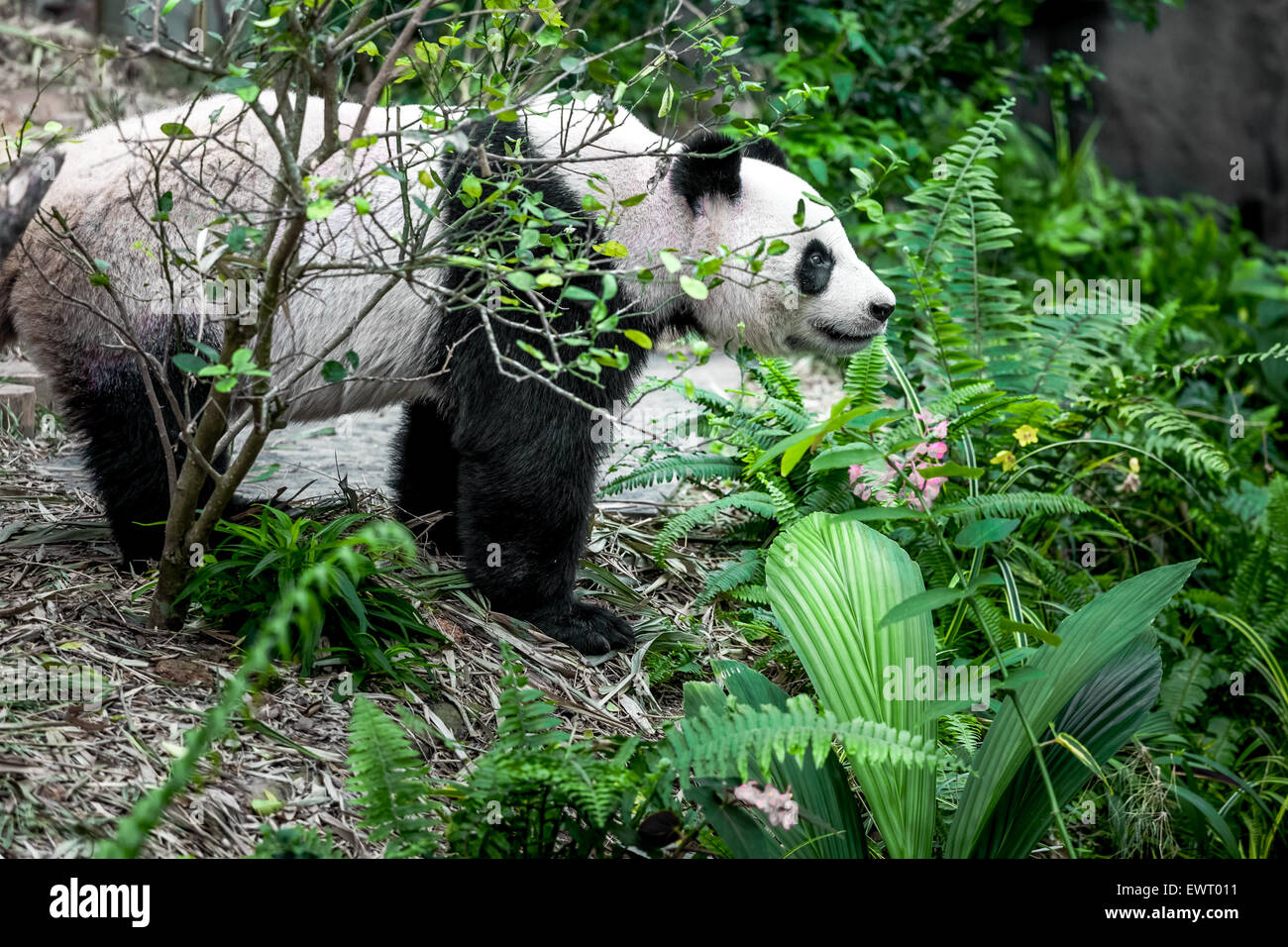 Großer panda Stockfoto